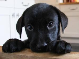 Inca, Izzy's pup from her last litter