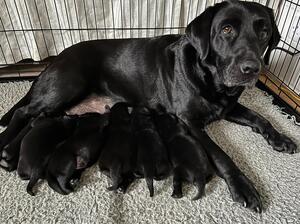 Olly & Pups at 10 days.