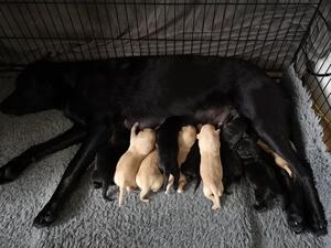 Inca's Brood (a few days old)