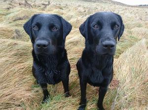 Pippa (left) & Inca (right) paired training
