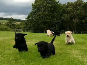 Isla 2nd Litter