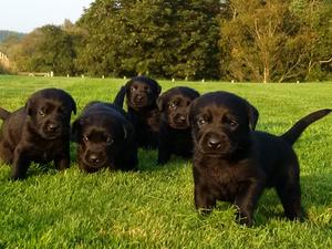 4wks Old at farm