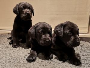 The Three Boys