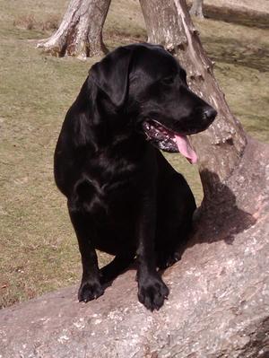 Isla out in the Pentlands
