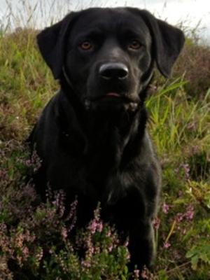 Izzy waiting for 'go on' on Partridge Moor