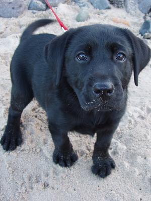 Isla as a pup, 12wks