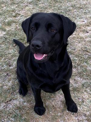 Waiting for the ball throw.
