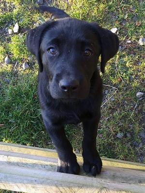 Olive Pup