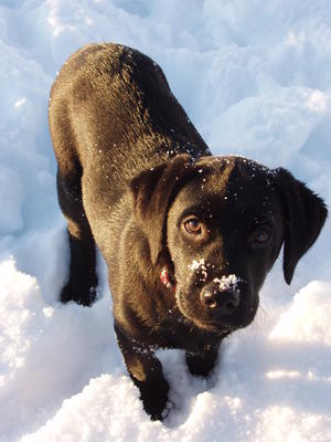 Izzy living up to her 'Ice' name