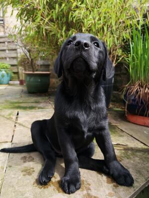 Young Tilly