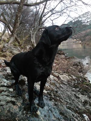 Izzy ready to dive into the Loch!