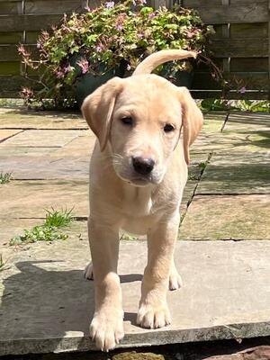 Porthos