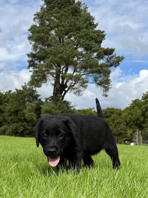 Young Pup Jemima