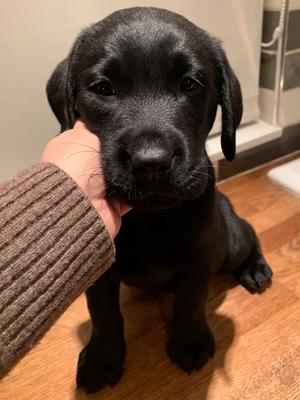 Horatio... the last wee boy looking for a new home