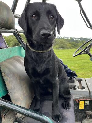 Jim-Jam helping in the paddock