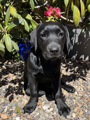 Tilly pup