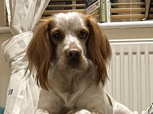Saffy