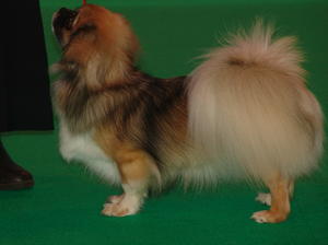 CH LYDANSTONE SURWAN AT MENNIMOONZ