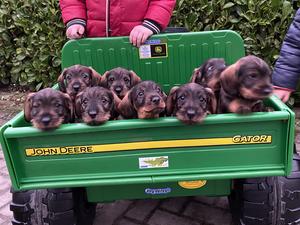 Wire Haired Dachshund Litter