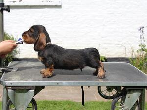 Available Dog puppy - Grey collar