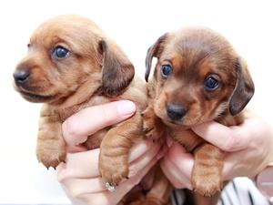 Betsys girls from her second litter