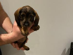 Bitch puppy available 6.5 weeks old - pink collar
