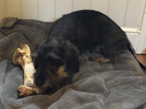 Twirly enjoying an ostrich bone