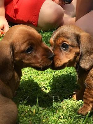Bitch puppies