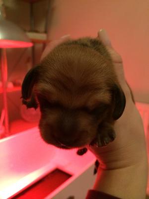 Dog Shaded Red