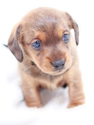 Available Puppy - shaded red bitch