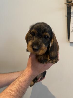 Available Dog puppy - Grey Collar