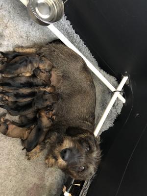Twirly with her first litter, she had 8 pups.