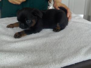 Black and Tan Petit Brabancon