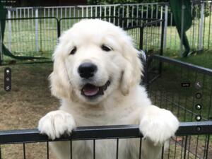Boy puppy