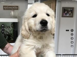 Cream girl available for her new home now