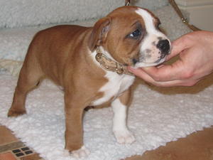 Hamason Red Revival (8 wks)