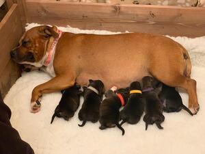 Bryn-Henry-Ruby-Reggie-Ronnie-Hendrix