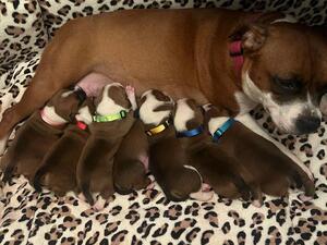 2 weeks old
