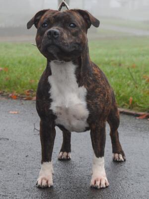 Ruby - HAMASON A WISH AWAY (9 months)