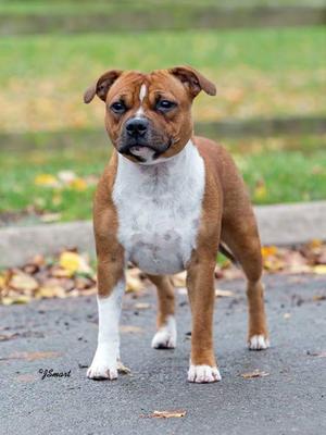 Studstaff Sugar And Spice Of Hamason JW ShCM 8mths