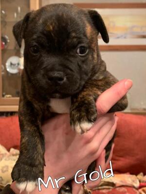 Reggie - HAMASON BETTER BEING LUCKY (6 weeks)