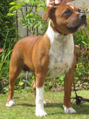 Studstaff Sugar And Spice Of Hamason JW ShCM 5mths