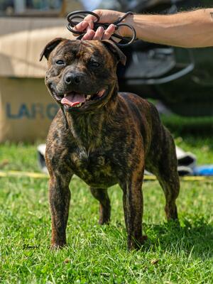 HAMASON SUSPENDED BY STARS AT SHARMARA