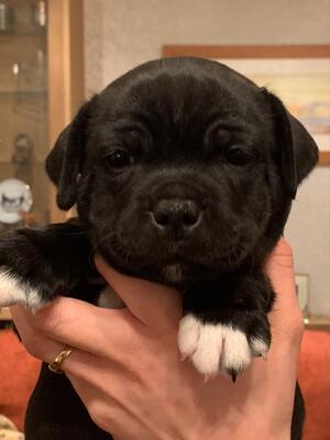 Hendrix - HAMASON IT'S YER MONEY (6 weeks)