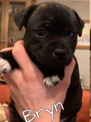 Bryn - HAMASON FULL OF LIFE (6 weeks)