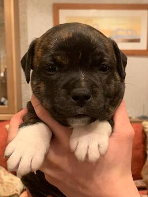 Ruby - HAMASON A WISH AWAY (6 weeks)