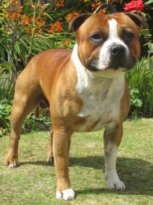 Hamason Red Revival (2 yrs)