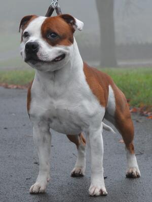 Hamason Fynnbar Firecraker (2 year)