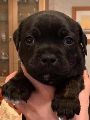 Henry - HAMASON PIECE OF SKY (6 weeks)