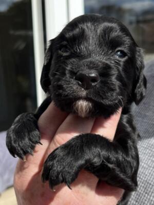 Black Dog (White Collar)